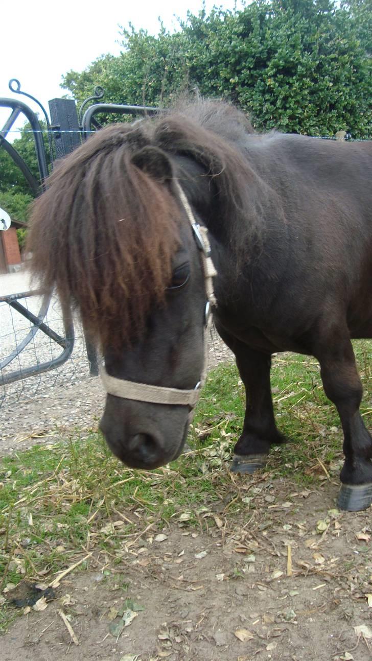 Miniature Lille Rosa* farmors pony* - kan man være så nuttet som mig? billede 14
