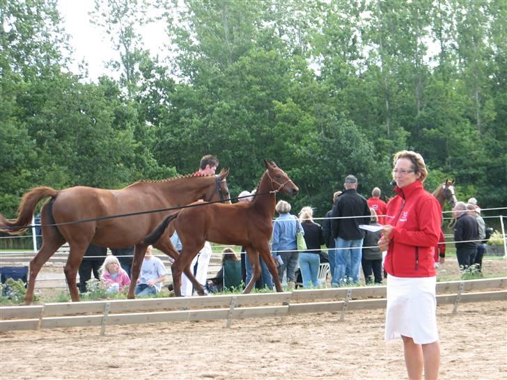Dansk Varmblod Pindborgens Cactus solgt - han var bare så dejlige og ville rigtig gerne vises frem ;) det gik rigtig godt ;) billede 11