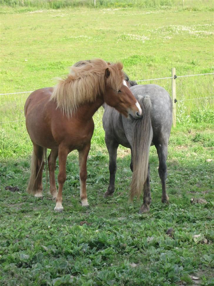 Islænder Gletta Fra Bærsholm billede 12