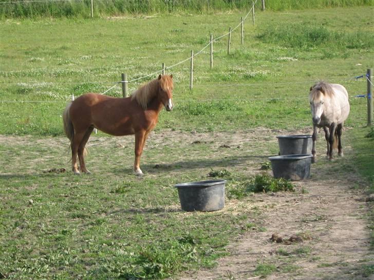 Islænder Gletta Fra Bærsholm billede 13