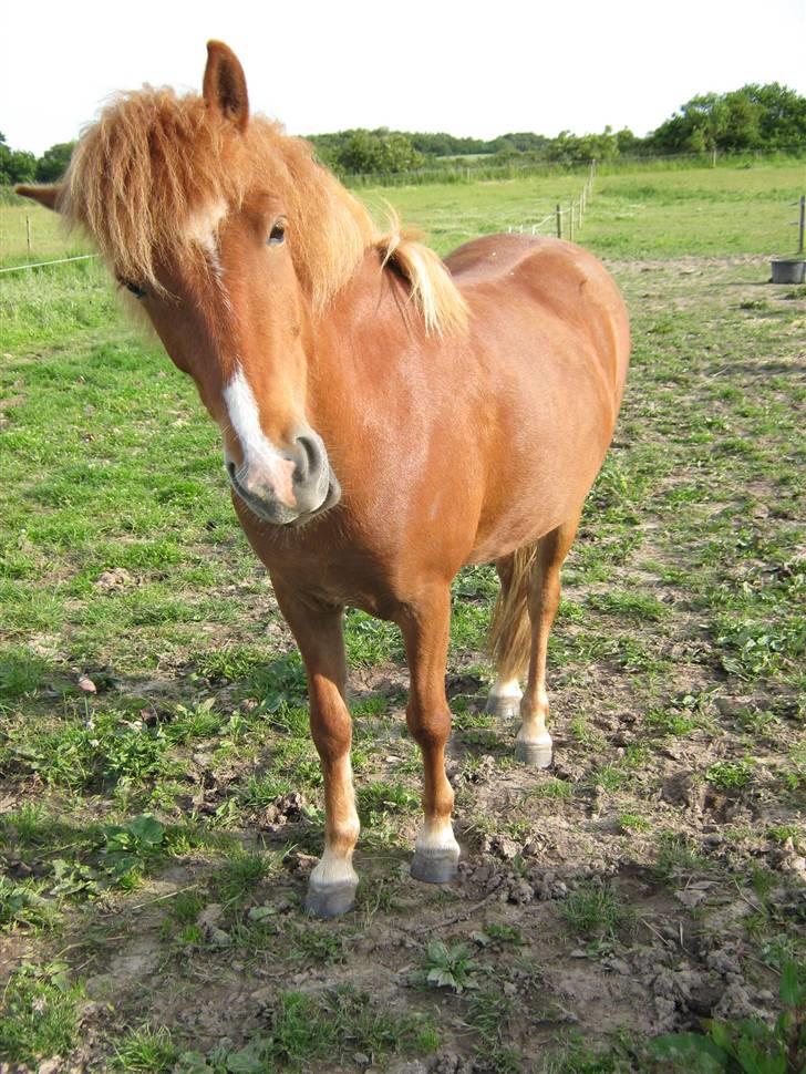 Islænder Gletta Fra Bærsholm billede 14
