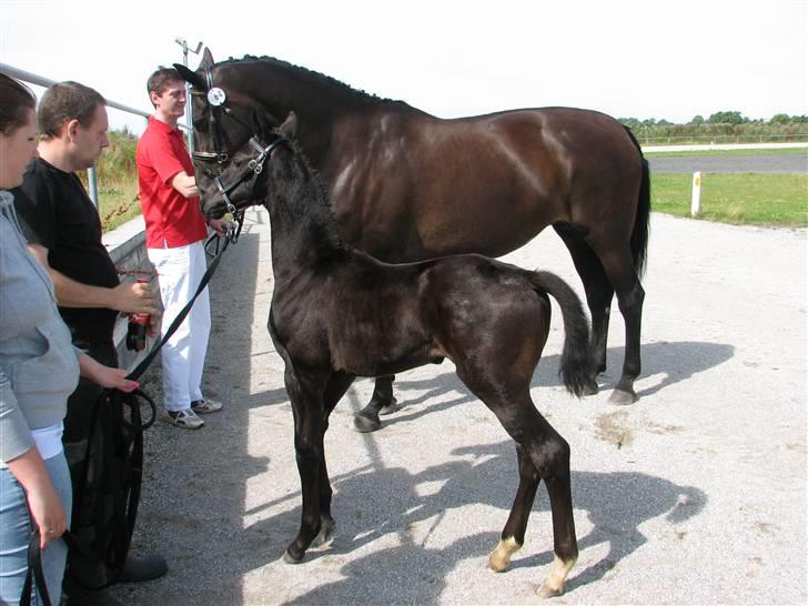 Dansk Varmblod  Black Diamond R.I.P. desværre er han lige blevet  - Helhedsbeskrivelse - passende stort føl, særdelels god type udtryksfuldt hovede, velformet hals, god kropsform, særdelses god galop, med go balance ;) billede 10