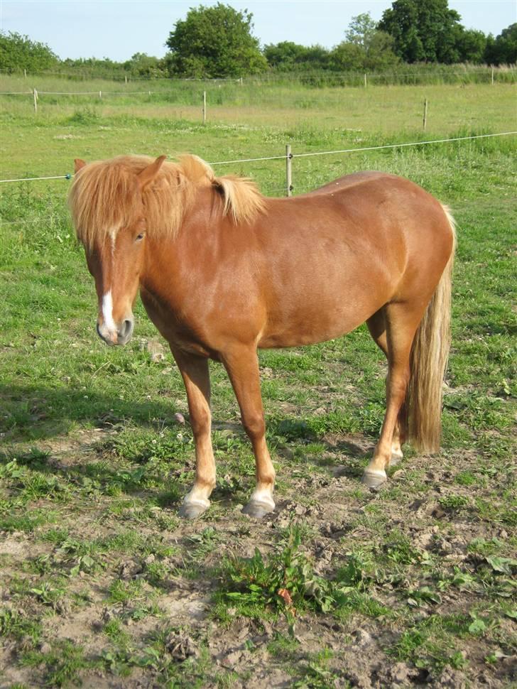 Islænder Gletta Fra Bærsholm billede 15