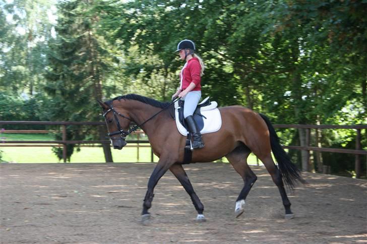 Dansk Varmblod Boulou billede 17