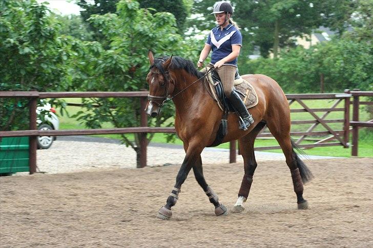 Dansk Varmblod Boulou billede 18