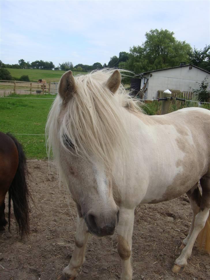 Anden særlig race Bella billede 14