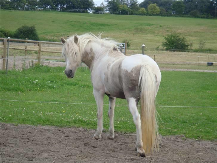 Anden særlig race Bella billede 15