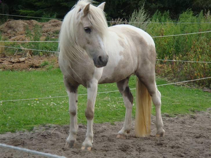 Anden særlig race Bella billede 16