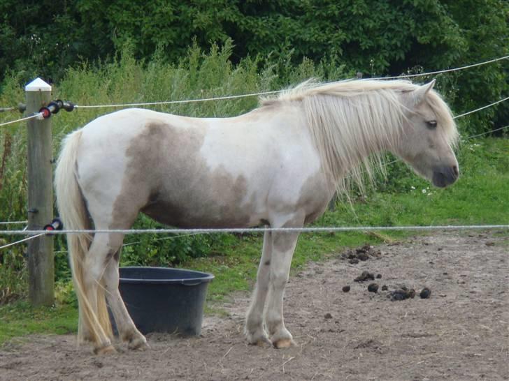 Anden særlig race Bella billede 17