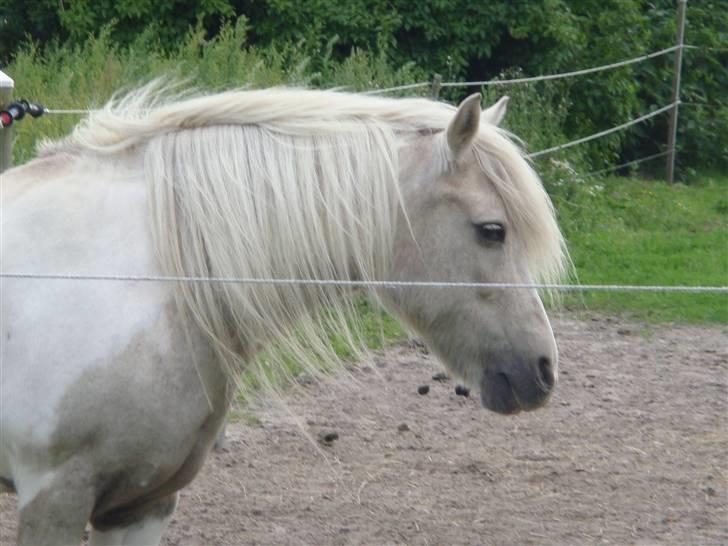 Anden særlig race Bella billede 18