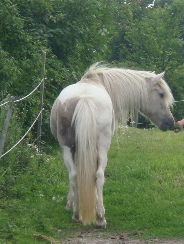 Anden særlig race Bella billede 19