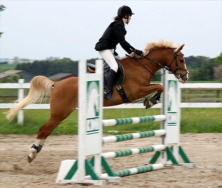 DSP Tranholms Chilano solgt  - hsk lb på han var bare super ILU chiller Foto: Trine Bomholdt billede 8