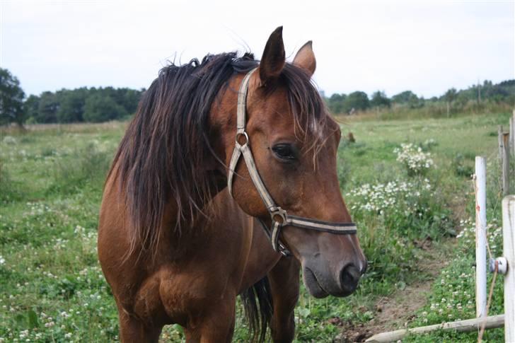 Traver Joy Plet - Velkommen Til Joys profil. Smid gerne en kommentar og en bedømmelse.  billede 1