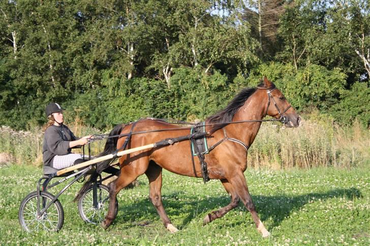 Traver Joy Plet - Fanny og Joy - Ude og køre. (; billede 2