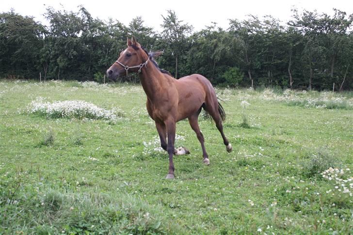 Traver Joy Plet - En glad travende joy på fold. billede 3