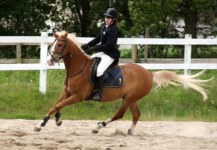 DSP Tranholms Chilano solgt  - fuld fart frem :)<3Foto: Trine Bomholdt billede 17