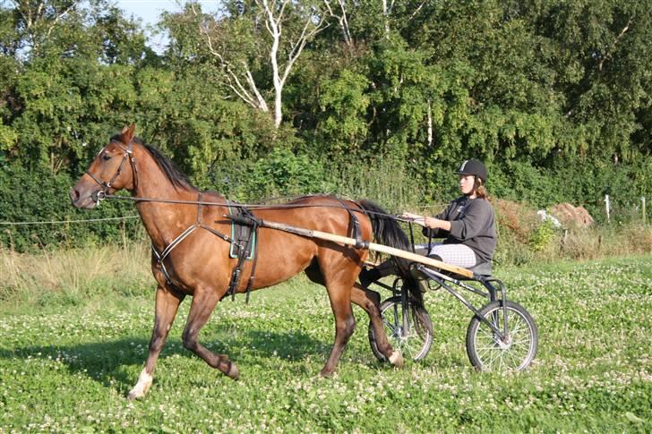 Traver Joy Plet - Fanny og Joy - Ude og køre. (; billede 6