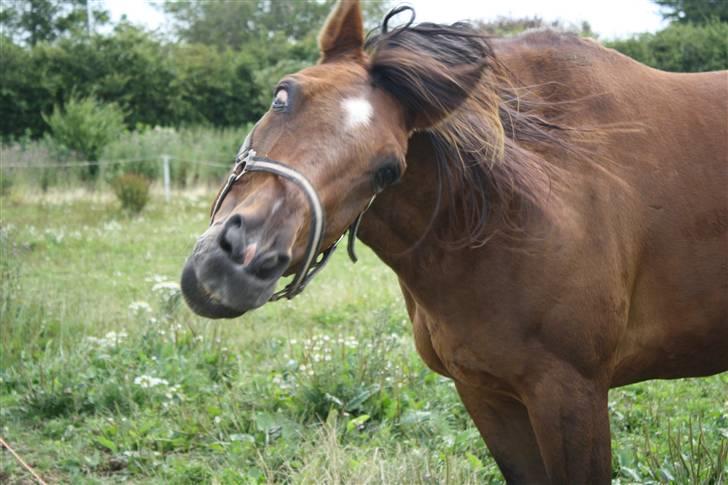 Traver Joy Plet - Joys smukkeste side! Eller noget. - Han er bare glad, og slår med hovedet, den lille wannabe hingst! xD  billede 10