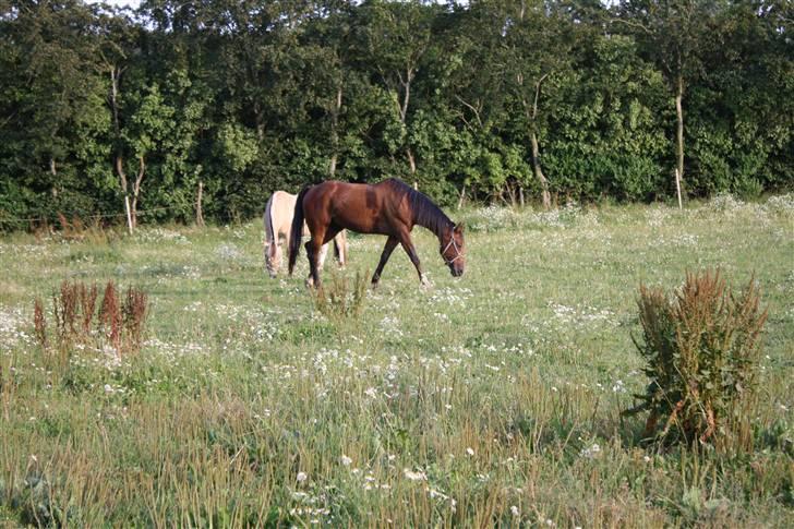 Traver Joy Plet - Joysen på fold. billede 7