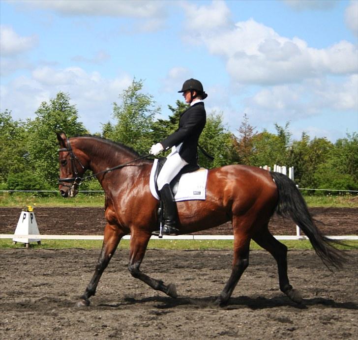 Dansk Varmblod D-Day - D-day inde i stalden.  billede 1