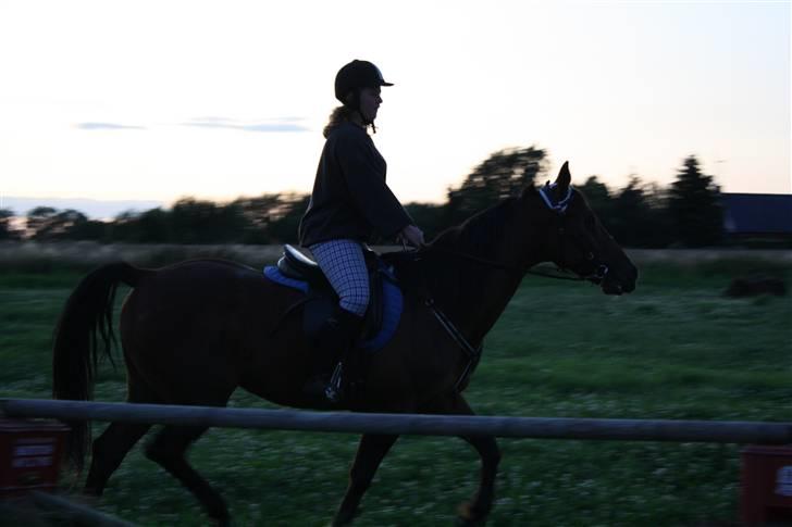 Traver Joy Plet - Fanny og Joy - Trav. billede 8