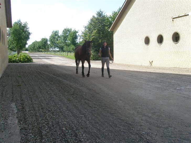 Dansk Varmblod D-Day - Dagen efter vi besluttede os for at købe hende. :D  billede 2