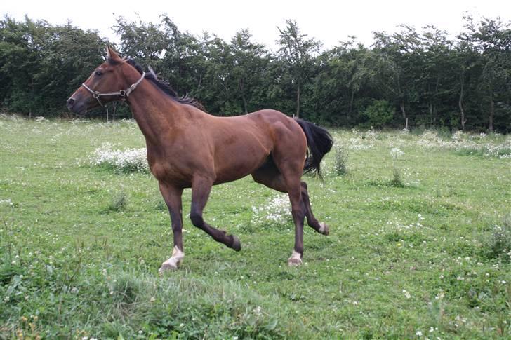 Traver Joy Plet - Trav på folden.  billede 11