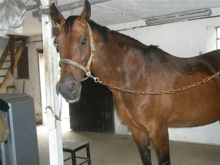 Dansk Varmblod D-Day billede 3