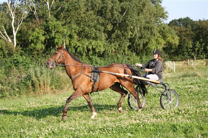 Traver Joy Plet - Klapre mulen! (; billede 12