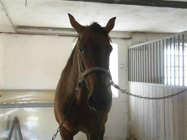 Dansk Varmblod D-Day billede 4