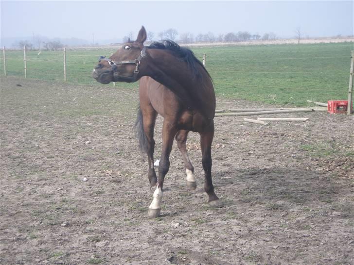 Traver Joy Plet - Joy er bare lækker! billede 9