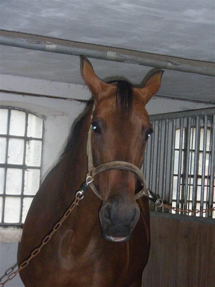 Dansk Varmblod D-Day billede 5