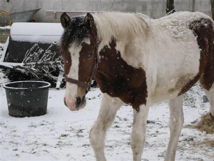 Anden særlig race Aikido (Solgt!) - uhhh! Det er koldt! billede 3