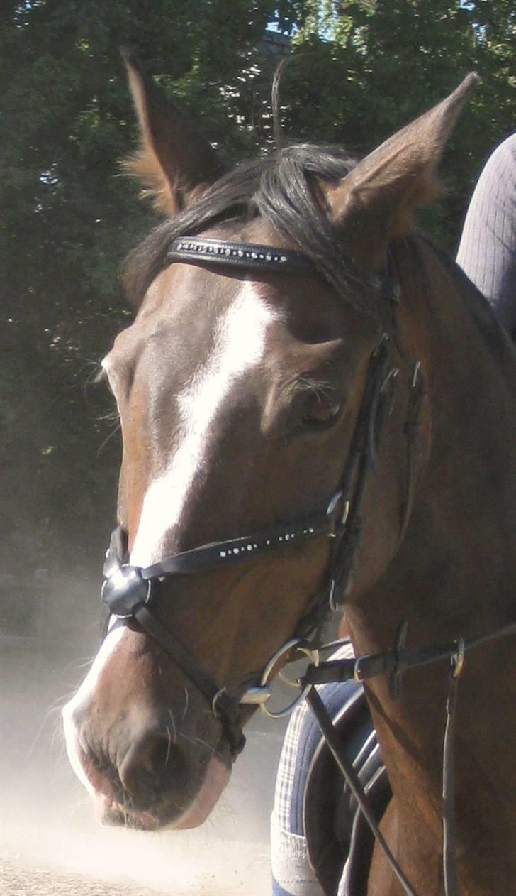 Hannoveraner Pik Pikeur  - Fotograf; Cecilie  billede 11