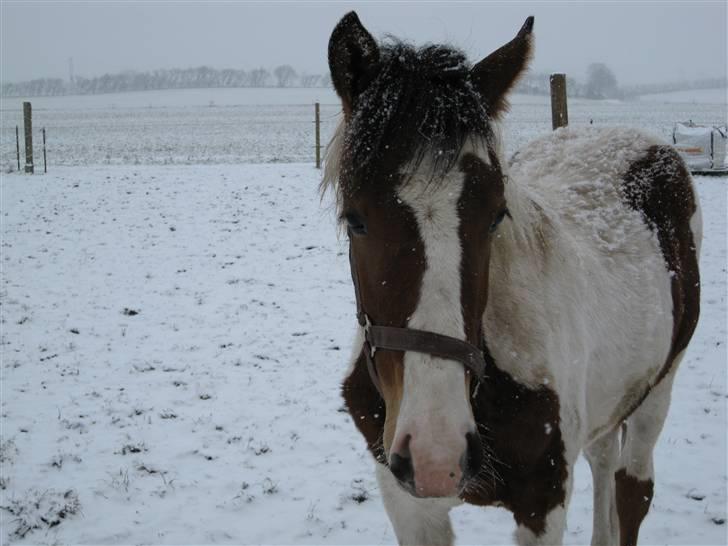 Anden særlig race Aikido (Solgt!) - Min Aikido. billede 4