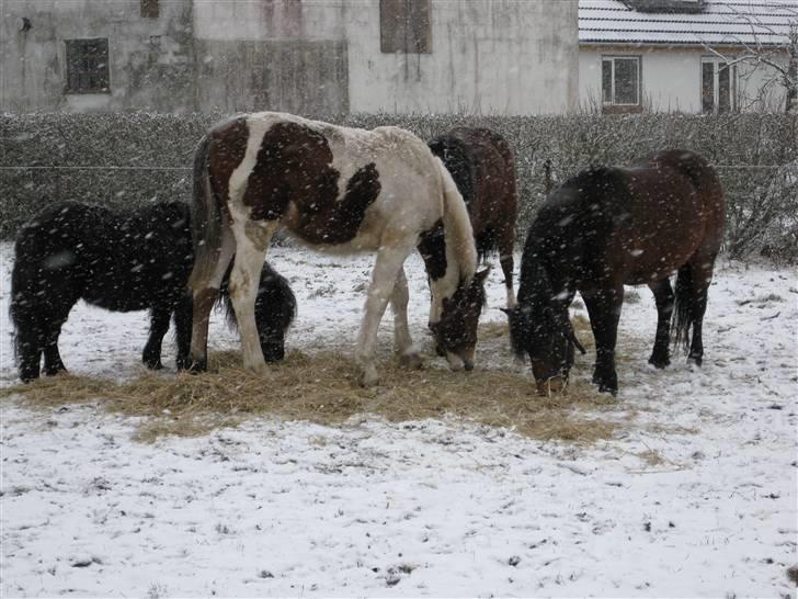 Anden særlig race Aikido (Solgt!) - Aikido og rødderne om vinteren. billede 5