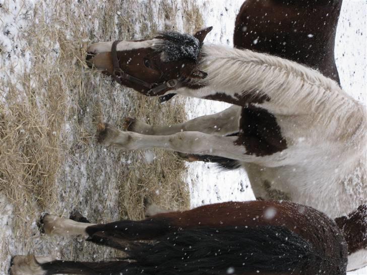Anden særlig race Aikido (Solgt!) - Han er så dejelig. billede 6