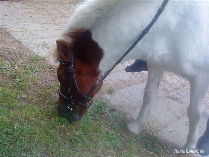 Anden særlig race KLAUS - SOLGT :'(<3 - du mit evige smil. billede 14