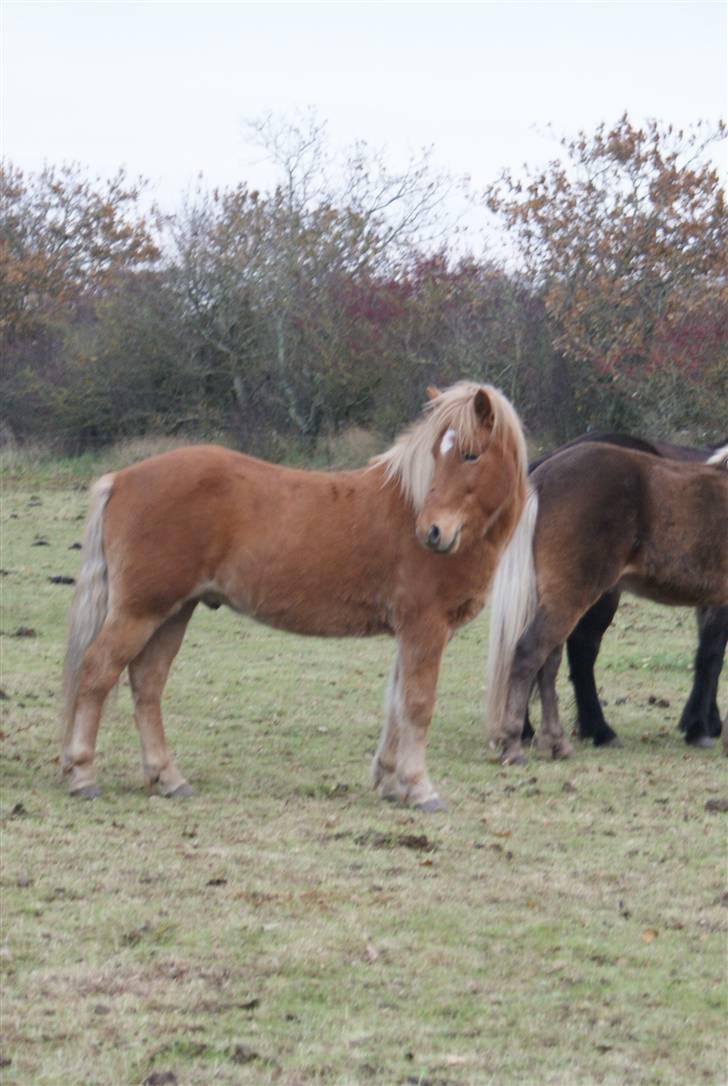 Islænder Demantur fra Nr. Tolstrup - foto: oktober 2009. billede 10