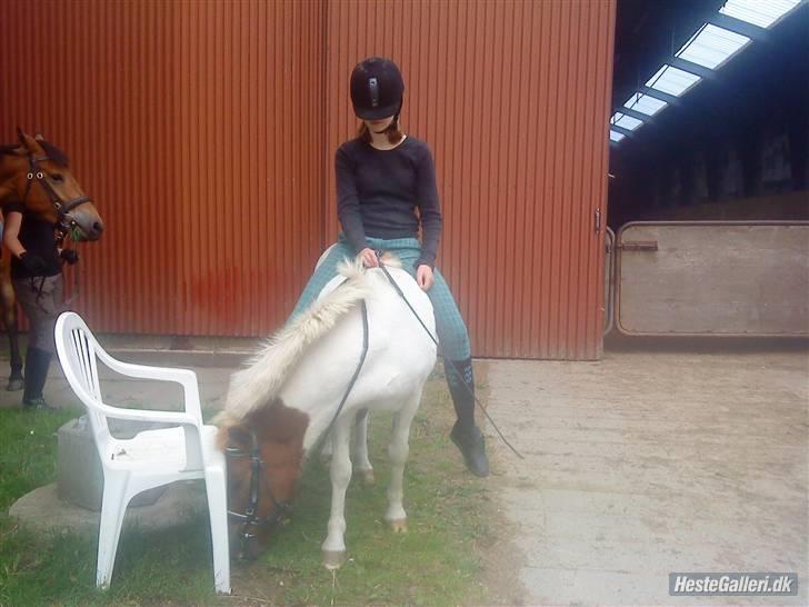 Anden særlig race KLAUS - SOLGT :'(<3 - mit smil, mit liv klaus jeg savner dig. billede 15