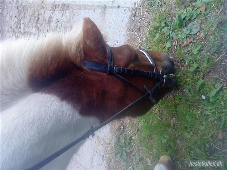 Anden særlig race KLAUS - SOLGT :'(<3 - klaus. billede 16