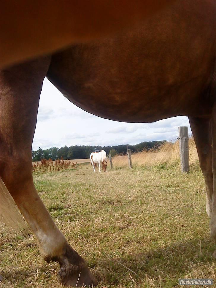 Anden særlig race KLAUS - SOLGT :'(<3 - JEGSAVNERDiG! billede 17