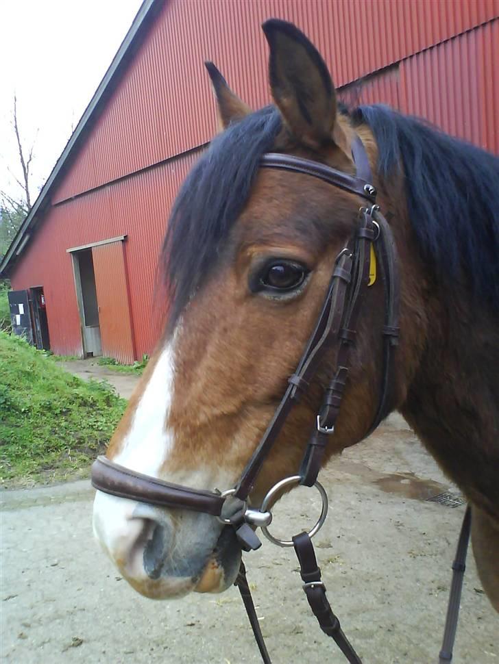 Anden særlig race Bastian - Part - R.I.P - Basse med Hannoveransk næsebånd billede 4