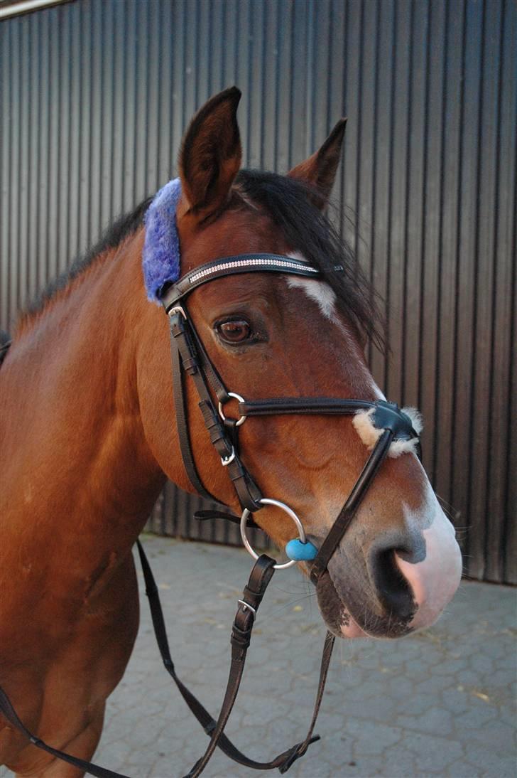 Anden særlig race Bastian - Part - R.I.P - Basse med mexikansk næsebånd billede 5