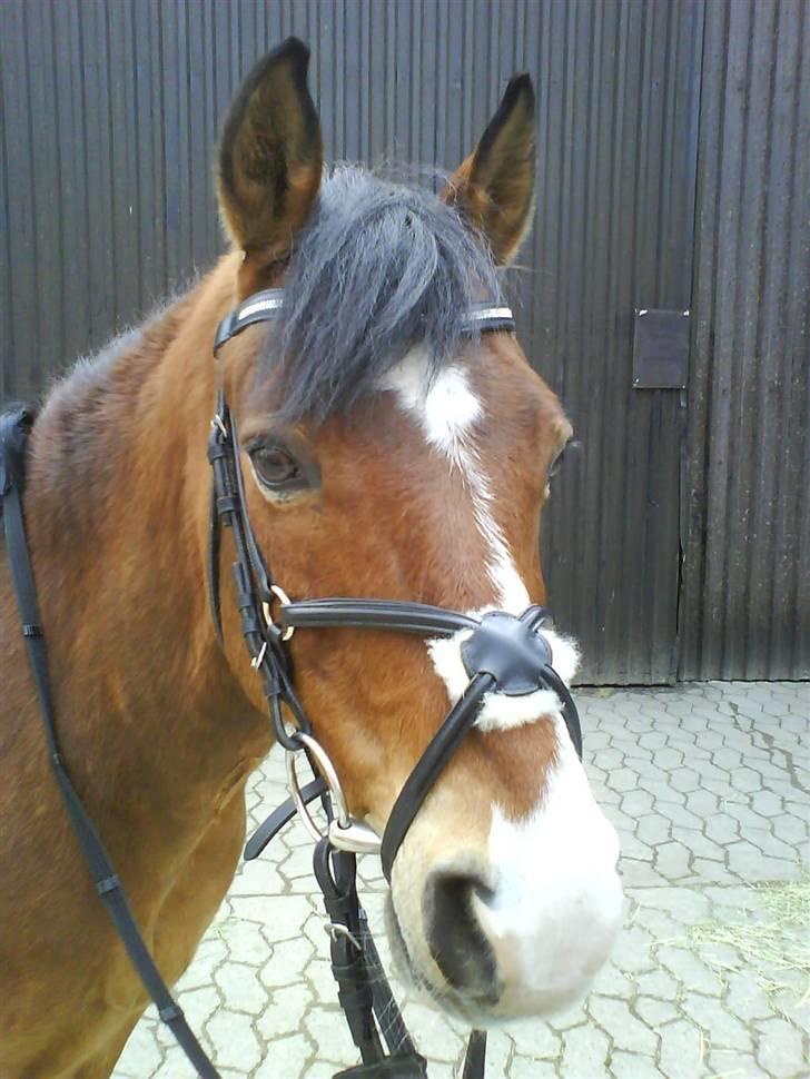 Anden særlig race Bastian - Part - R.I.P - Bastians nye hovedtøj billede 7