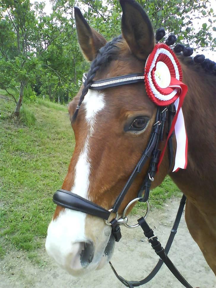 Anden særlig race Bastian - Part - R.I.P - 1. præmie i LC3 maj 2009 på BAL billede 8