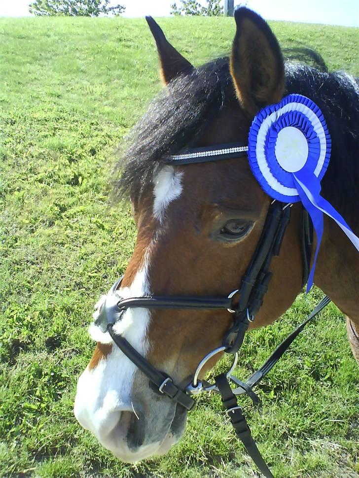 Anden særlig race Bastian - Part - R.I.P - 2. præmie i 50 cm spring maj 2009 på BAL billede 9