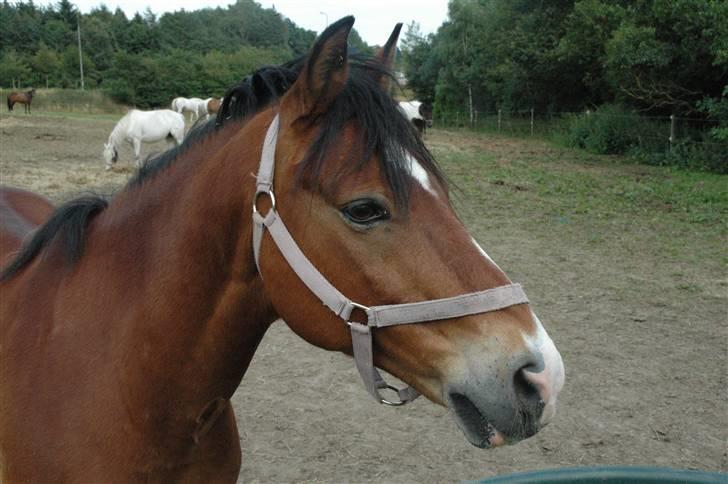 Anden særlig race Bastian - Part - R.I.P - Sommerfold 2009 billede 11