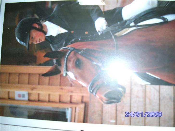 New Forest Orchid's Zaina ½ b pony **SOLGT** - uff meget farligt.. nr 5 stævne en 4 plads med ca. 65% billede 2