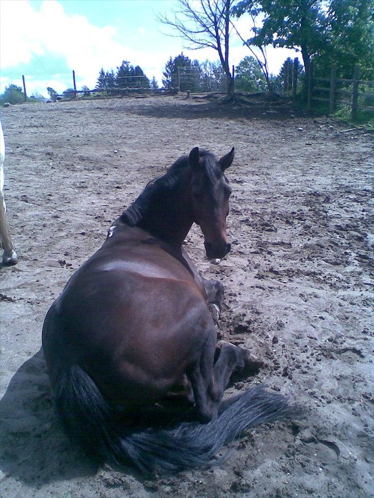 Anden særlig race Dixie - <3 billede 10